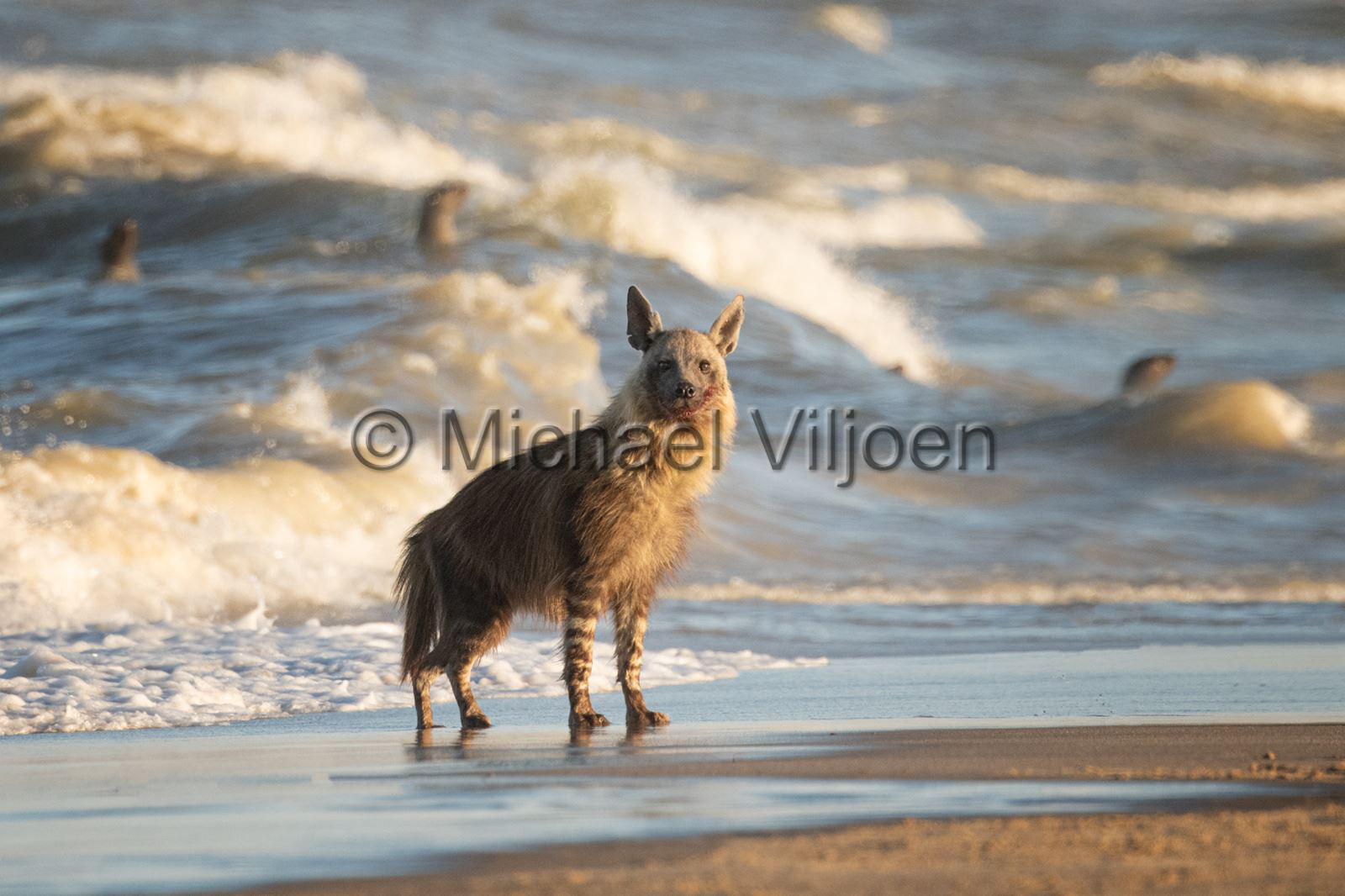 Mammals Photography